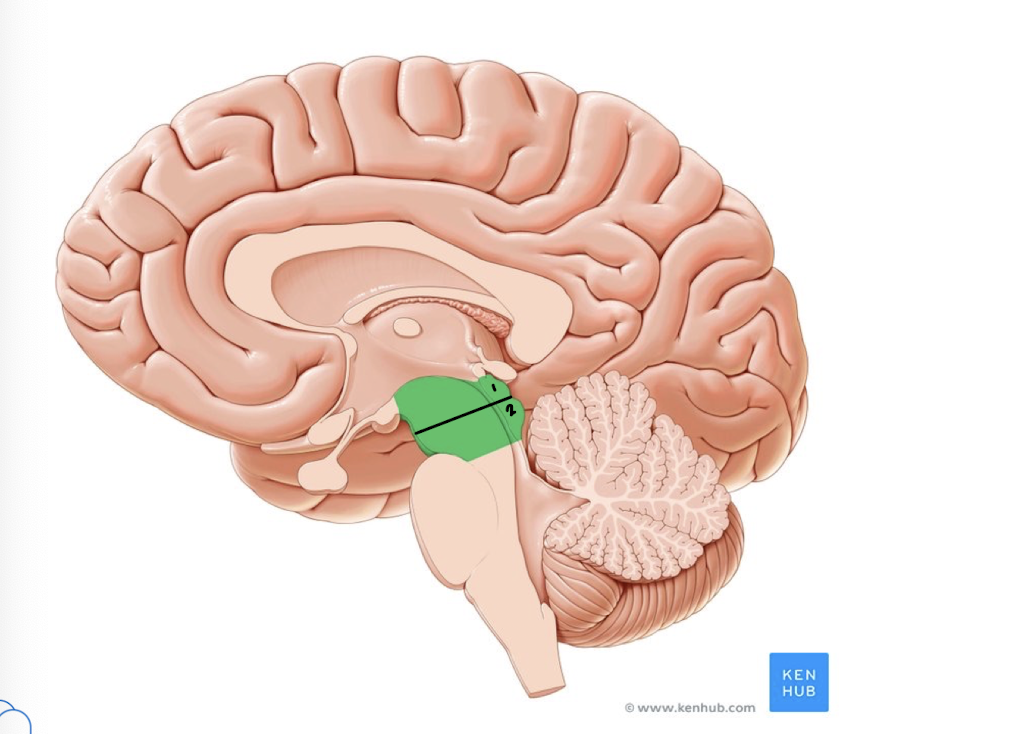 <p>What part of the midbrain is labeled 2?</p>