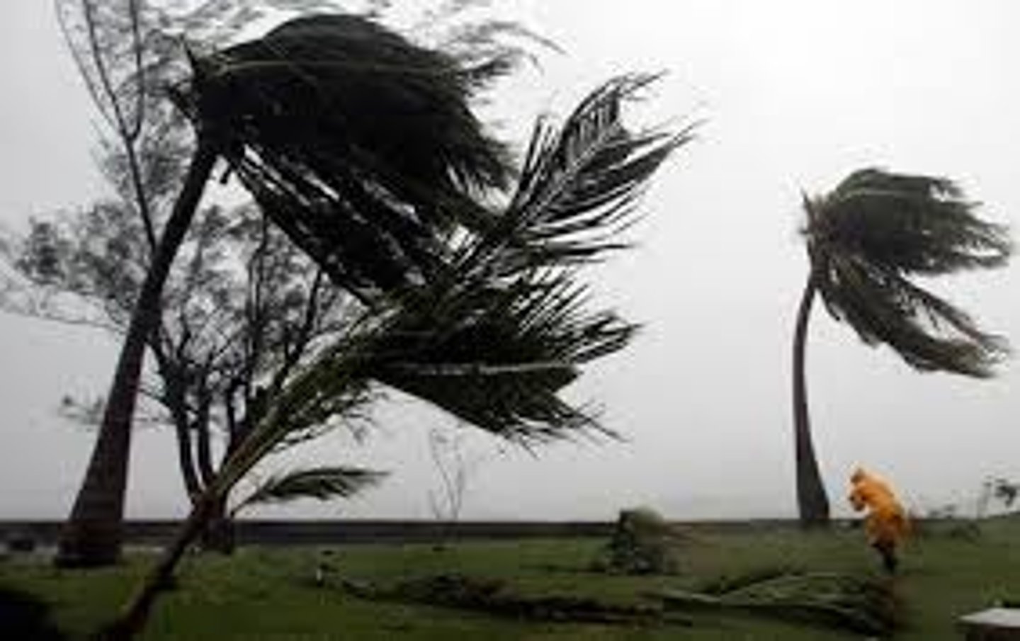 <p>a very strong wind</p><p>e.g.: Hundreds of old trees were blown down in the ____s.</p>