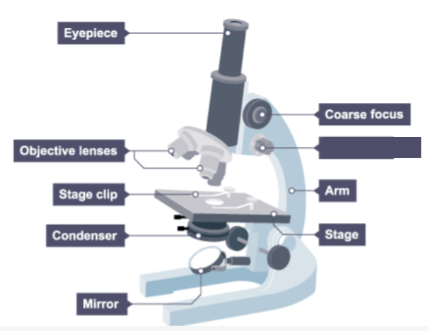 <p>Name the missing label on the microscope.</p>