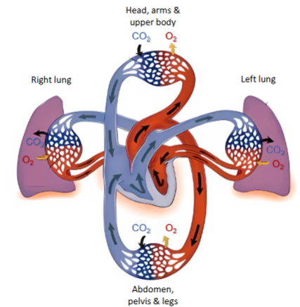 <p>The human/mammalian heart acts as a dual pump, supplying <strong>systemic </strong>and <strong>pulmonary </strong>circulations at the <strong>same time</strong>. </p>