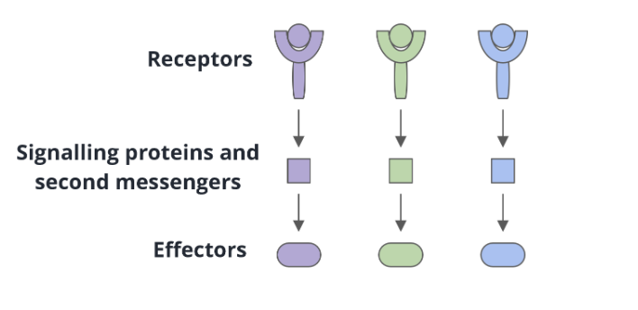<ul><li><p>one receptor interacts with one signalling protein or second messenger</p></li></ul><p></p>