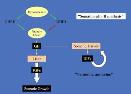 <p>GH targets tissues (especially liver) which then release <mark data-color="yellow">insulin-like growth factors (IGFs) </mark>that cause somatic growth</p><p>somatic tissues targeted by GH will also make their own IGFs, causing themselves to grow (paracrine/autocrine signaling)</p>