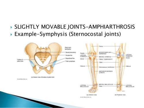 <p>syndesmoses, symphysis</p>