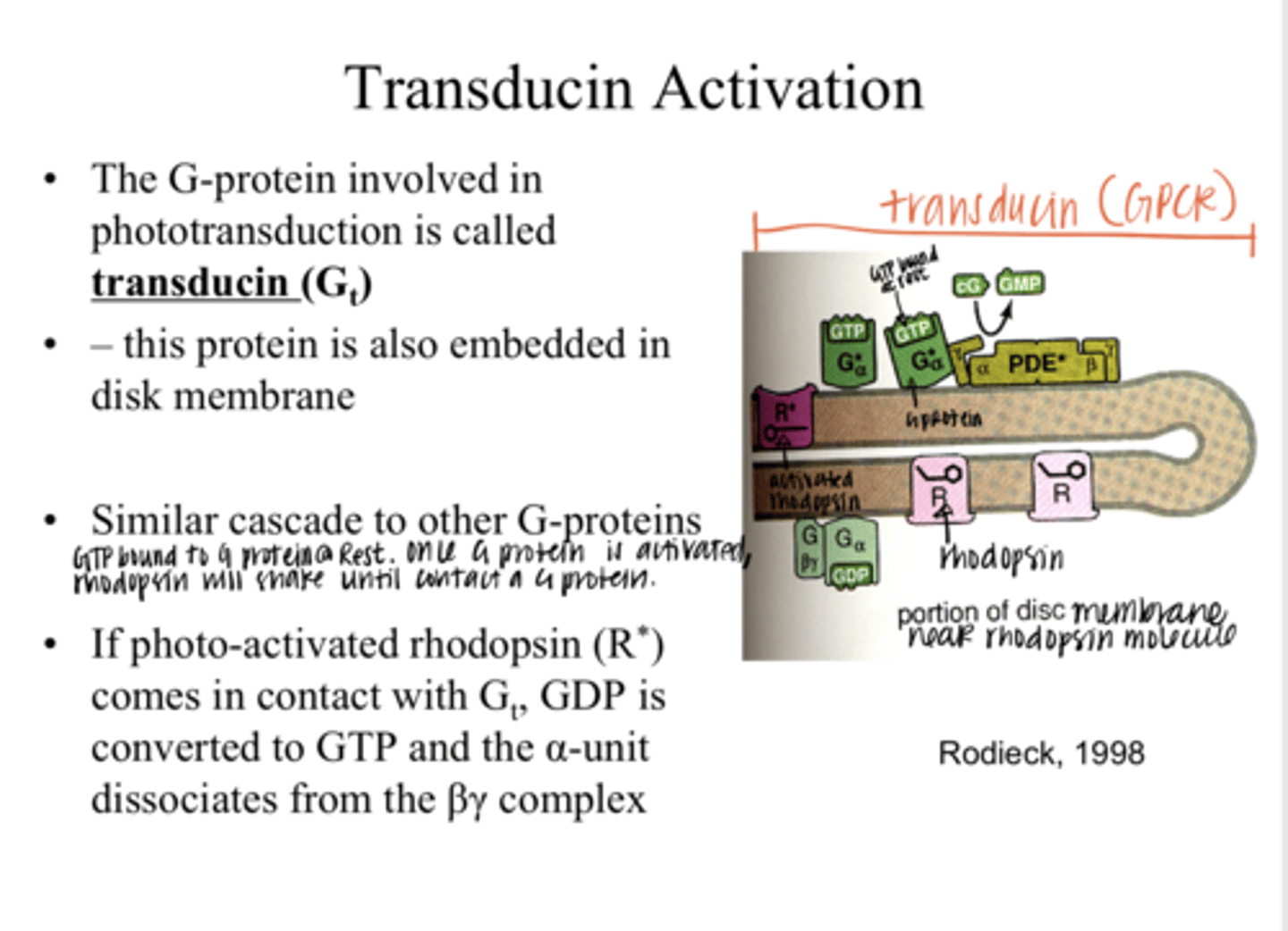 <p>The G protein that is involved in phototransduction is called what?</p>