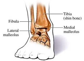<p><span>Palpate the prominent bony landmarks at the level of the ankle</span></p>
