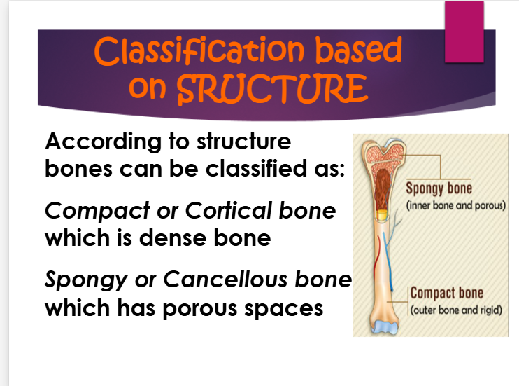 <p>compact, cortical = dense bone</p><p>spongy, cancellous = porous space</p>