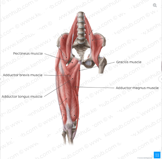 <p>+adductor minimus</p><p>• Puusaliigese adduktorid kontsentreeruvad kannalöögi ajal (stabilisatsioon), kontraktsioon koheselt TO-I faasi alguses</p>