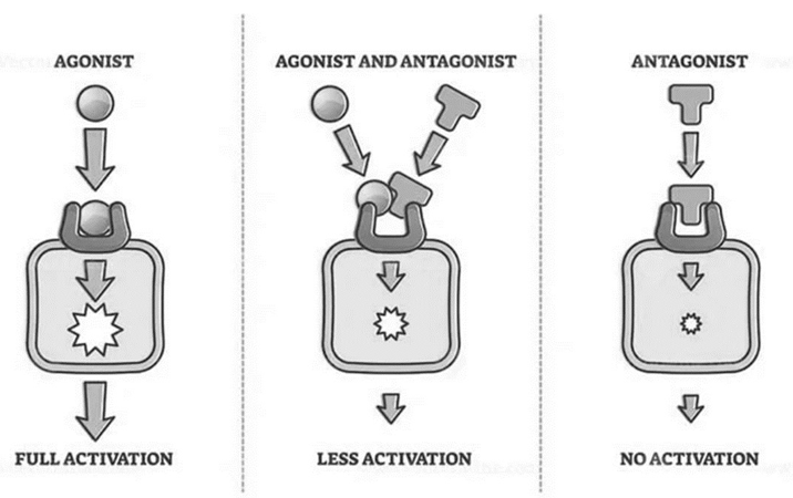 <p><u>Agonisten</u>: binden receptor & <strong>veroorzaken activatie</strong> van effectorsystemen</p><p><u>Antagonisten</u>: binden receptor & <strong>verhinderen activatie</strong> van effectorsystemen (zonder zelf effect uit te lokken)</p>