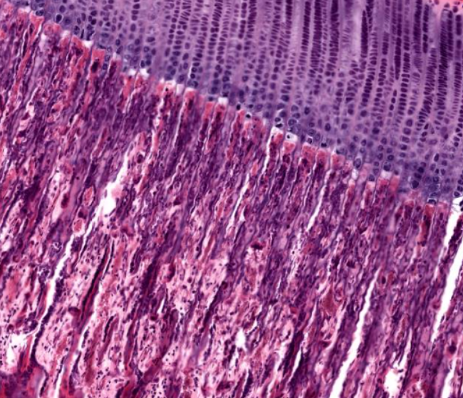 <p>the reddish-purple layer</p><p>note the change in color→ what substance is this becoming?</p>
