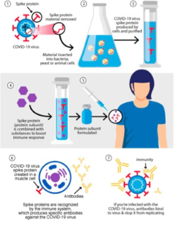 <p>What type of vaccine is shown:</p><ul><li><p>Subunit - S protein</p></li><li><p>memory &amp; specificity</p></li><li><p>ex: Novavax for COVID19</p></li></ul><p></p>