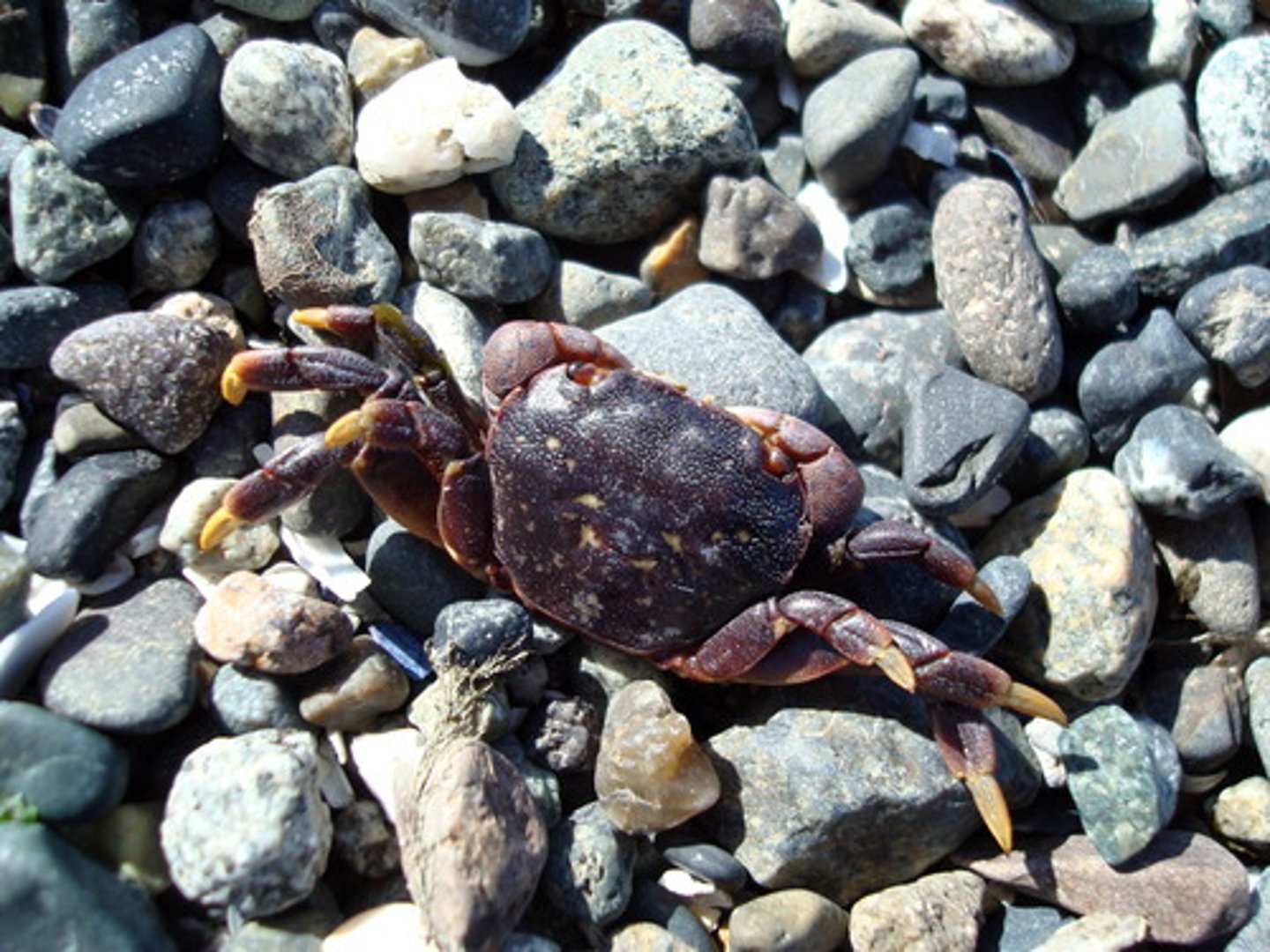 knowt flashcard image