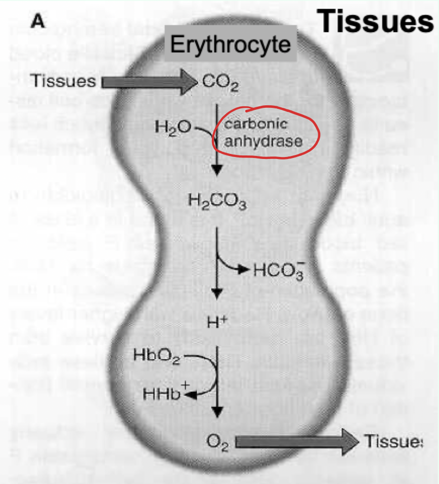 <p><strong>Carbonic anhydrase.</strong></p>