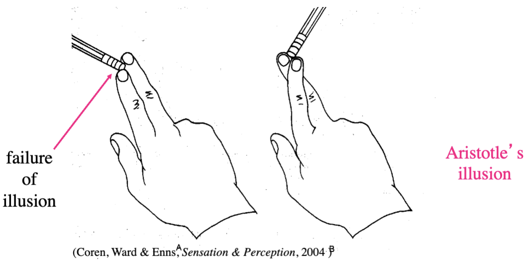 <p>2 receptive fields far apart on cortex are stimulated, but this normally only happens when 2 objects touch you</p><p>failure of illusion: receptive fields close on cortex may be stimulated, but this normally only happens when 2 objects touch you</p>