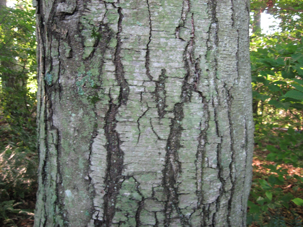 <p>black birch, Betula lenta, Betulaceae</p>