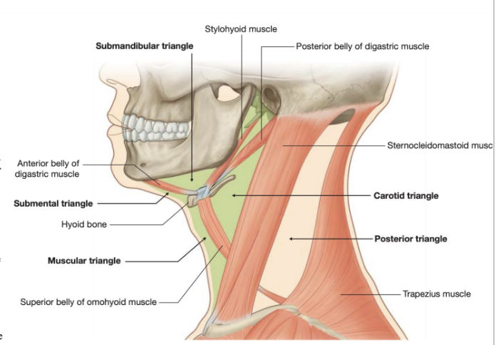 <ul><li><p><span>Further subdivided into several smaller triangles as follows –</span></p><ul><li><p><span>The submandibular triangle</span></p><ul><li><p><span>Outlined by the inferior border of the mandible superiorly * anterior and posterior bellies of the digastric muscle inferiorly</span></p></li></ul></li><li><p><span>The submental triangle –</span></p><ul><li><p><span>Outlined by the hyoid bone inferiorly, the anterior belly of the digastric muscle laterally, and the midline&nbsp;</span></p></li></ul></li><li><p><span>The muscular triangle</span></p><ul><li><p><span>Outlined by the hyoid bone superiorly, the superior belly of the omohyoid muscle, &amp; the anterior border of the sternocleidomastoid muscle laterally, and the midline</span></p></li></ul></li><li><p><span>The carotid triangle –</span></p><ul><li><p><span>Outlined by the superior belly of the omohyoid muscle anteroinferiorly, the stylohyoid muscle and posterior belly of the digastric superiorly, and the anterior border of the sternocleidomastoid muscle posteriorly&nbsp;</span></p></li></ul></li></ul></li></ul>