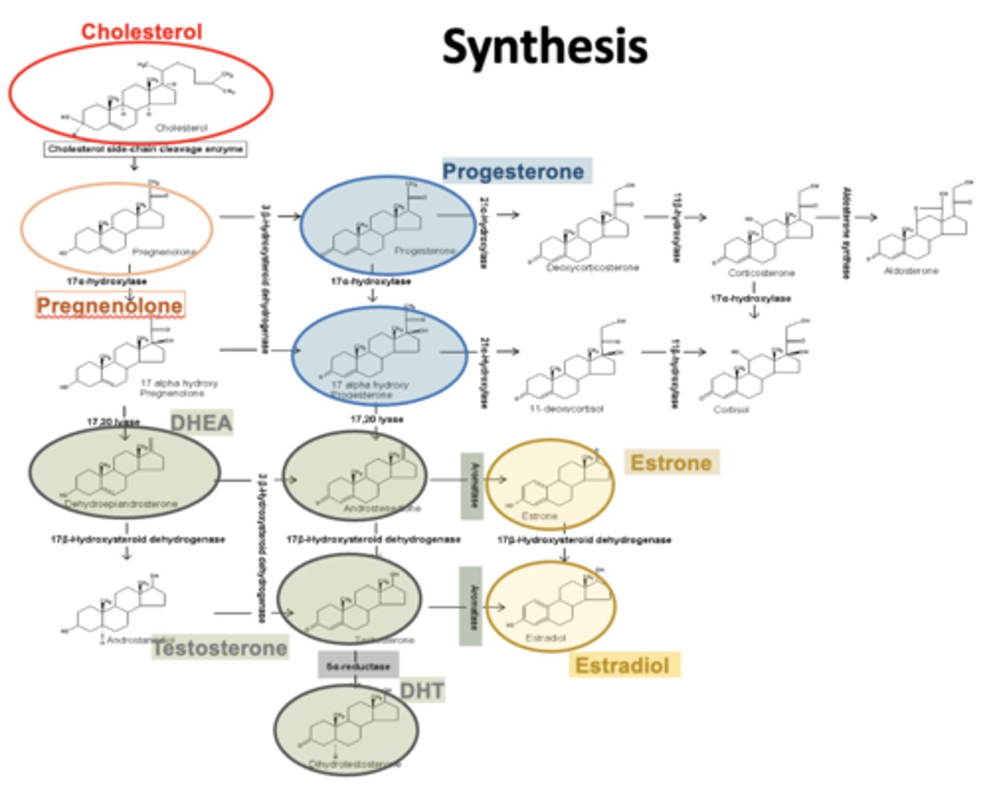 <p>synthesis</p>
