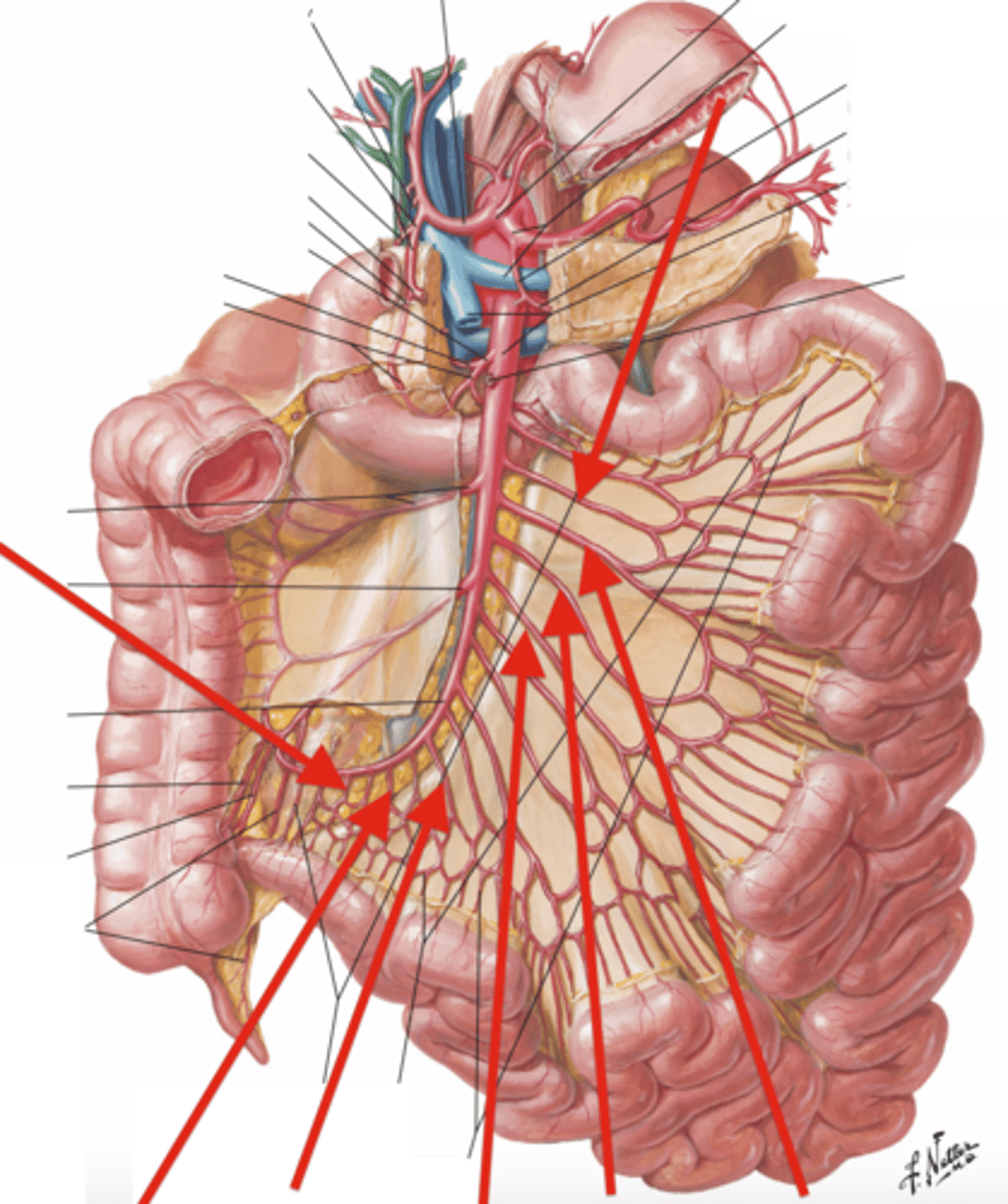 knowt flashcard image