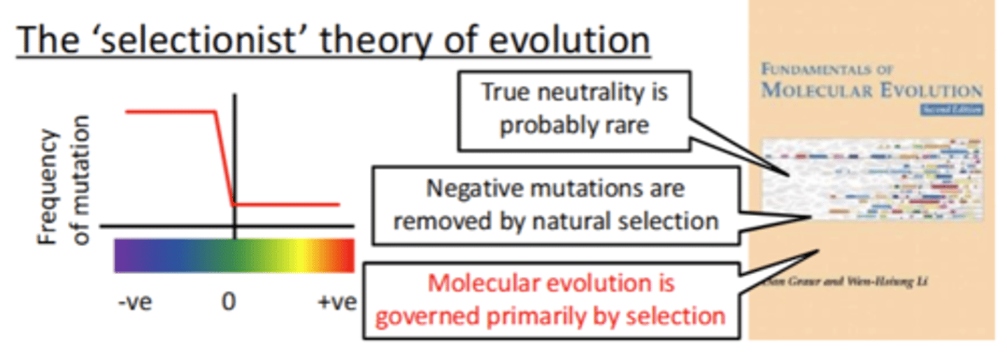 <p>Said:</p><p>- True neutrality is probably rare</p><p>- Negative mutations are removed by natural selection (agrees with Kimura)</p><p>- Molecular evolution is governed primarily by selection (+ve mutations)</p>