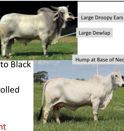 <p>BEEF CATTLE BREEDS: what is the breed, origin, size, horns, and their traits?</p>