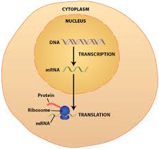 <p>In the nucleus.</p>