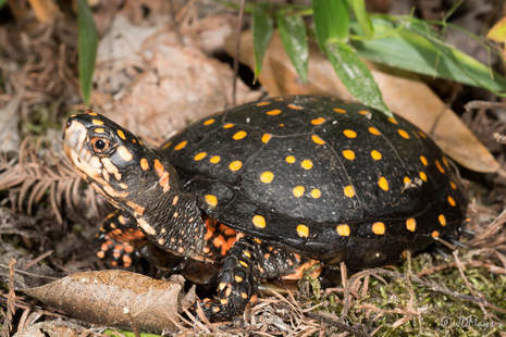 <p>Spotted Turtle</p>