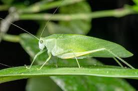 <p>Most of them look like leaves, with leafy wings that hide the abdomen. Really long, thin antennae, thinner legs that most of Order Orthoptera, which go both high and wide but aren’t spread. Legs look kind of like sticks. Class Insecta,&nbsp;Order Orthoptera, called katydids</p>