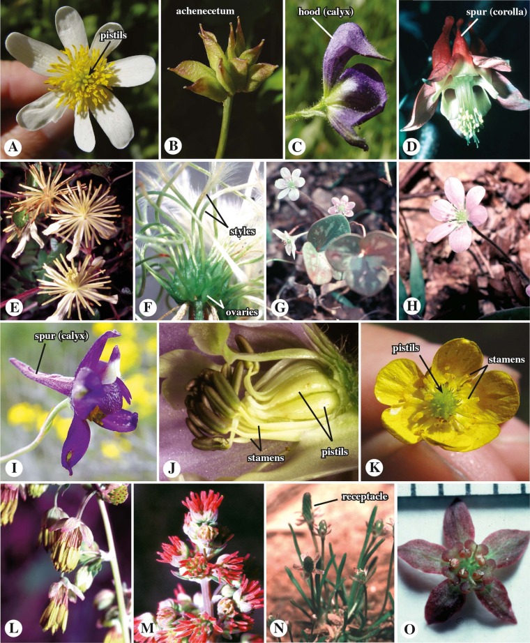 dicots with 3 or more simple pistils, usually with hooked tips
-ex: anemone x hybrida, clematis spp.