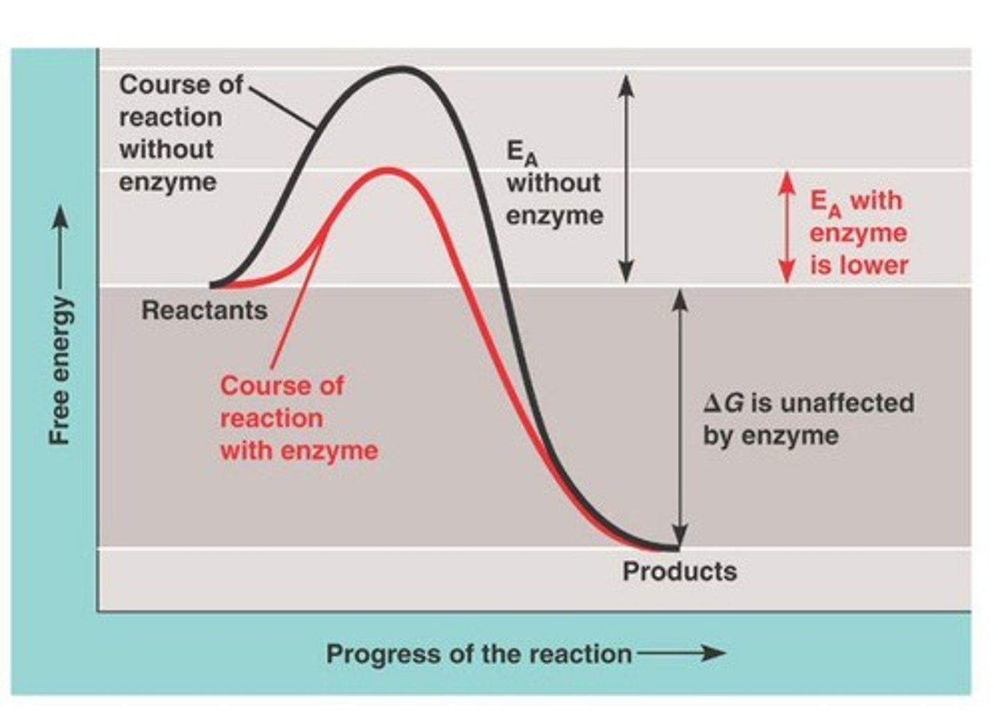<p>Enzymes lower activation energy by bringing reactants together, orienting molecules, and changing the shape of the substrate.</p>