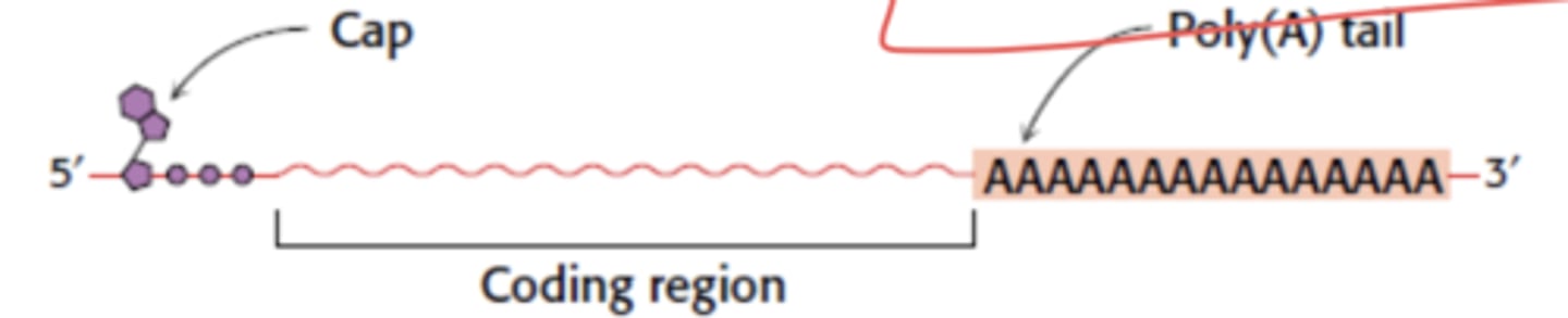 <p>What kind of nucleotide has a 5' cap and poly(A) tail?</p>