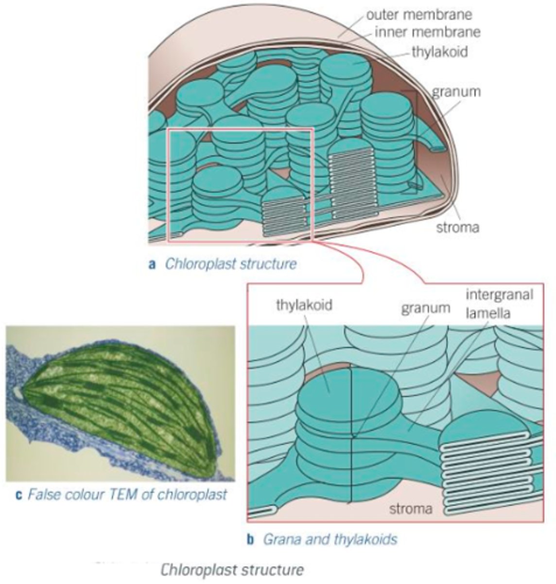 <p><strong><span style="text-decoration:underline">Description:</span></strong></p><p>Organelles which carry out photosynthesis; vary in shape and size but are: typically disc-shaped, typically 2-10 μm long, typically 1 μm in diameter; their main features include:</p><p>1) <span style="text-decoration:underline">Chloroplast envelope:</span></p><p>- Double plasma membrane that surrounds the organelle.</p><p>- Highly selective in what it allows to enter/leave the chloroplast.</p><p>2) <span style="text-decoration:underline">Grana:</span></p><p>- Stacks of up to 100 disc-like structures called thylakoids, where first stage of photosynthesis (light absorption) takes place.</p><p>- Thylakoids contain photosynthetic pigment called chlorophyll.</p><p>- Thylakoids have tubular extensions which join up with thylakoids in the adjacent grana.</p><p>3) <span style="text-decoration:underline">Stroma:</span></p><p>- Fluid-filled matrix where the second stage of photosynthesis (synthesis of sugars) takes place.</p><p>- Within stroma are numerous other structures (e.g. starch grains).</p><p><strong><span style="text-decoration:underline">Function:</span></strong></p><p>Chloroplasts are adapted to their function of harvesting sunlight and carrying out photosynthesis in the following ways:</p><p>- Granal membranes provide a large surface area for attachment of chlorophyll, electron carries and enzymes that carry out light absorption; these chemicals are attached to the membrane in a highly ordered fashion.</p><p>- Fluid of stroma possesses all enzymes needed to make sugars in sugar synthesis.</p><p>- Chloroplasts contain both DNA and ribosomes, and can quickly and easily manufacture proteins required for photosynthesis.</p>