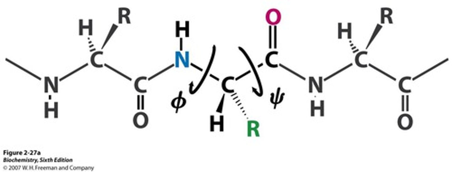 <p>Angle around the alpha carbon-carbonyl carbon bond</p>