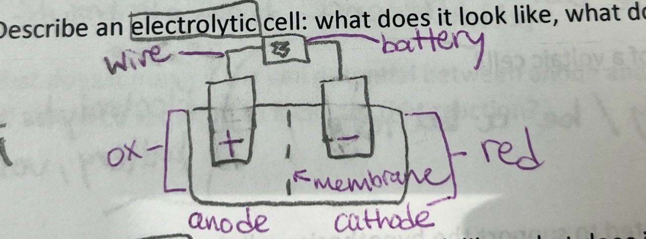 <p>wire, battery, oxidation, reduction, membrane, anode (+), cathode (-)</p>