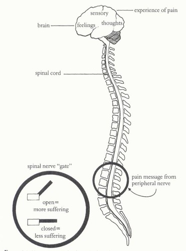 non-painful nerve impulses compete with pain impulses to reach the brain, creating a neural blockage; the theory that the spinal cord contains a neurological "gate" that blocks pain signals or allows them to pass on to the brain. The "gate" is opened by the activity of pain signals traveling up small nerve fibers and is closed by activity in larger fibers or by information coming from the brain.