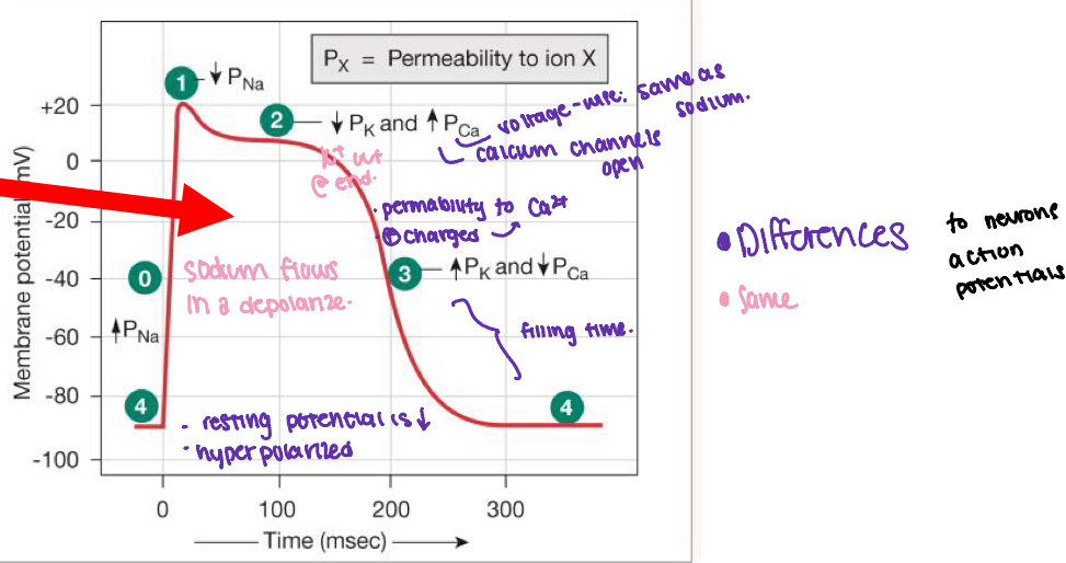 <ol><li><p>sodium channels open</p></li><li><p>sodium channels close</p></li><li><p>calcium channels open and then fast potassium channels close</p></li><li><p>calcium channels close and then slow potassium channels open</p></li><li><p>resting potential starts.</p></li></ol><p></p>