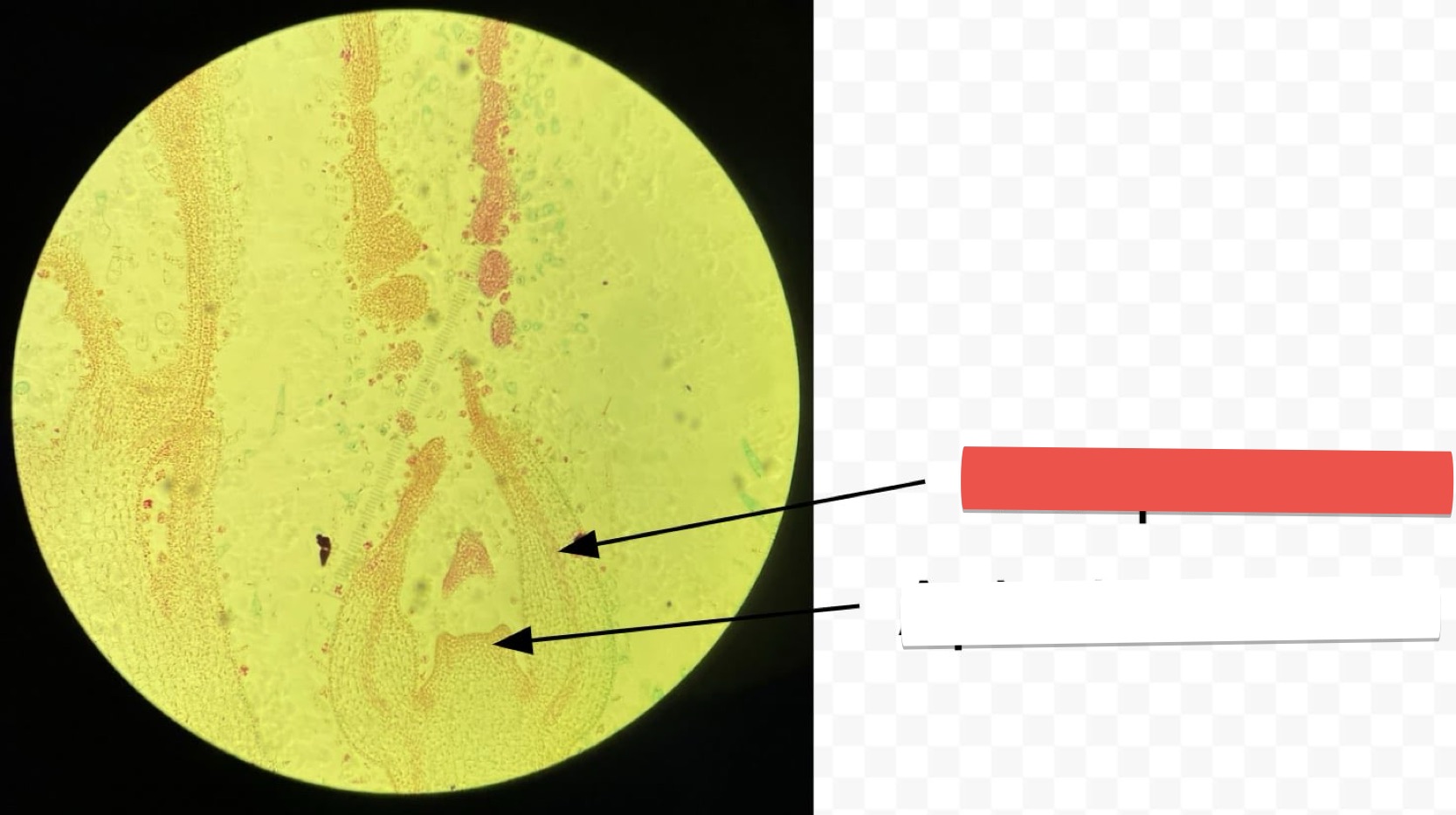 <p>identify the part in red</p>