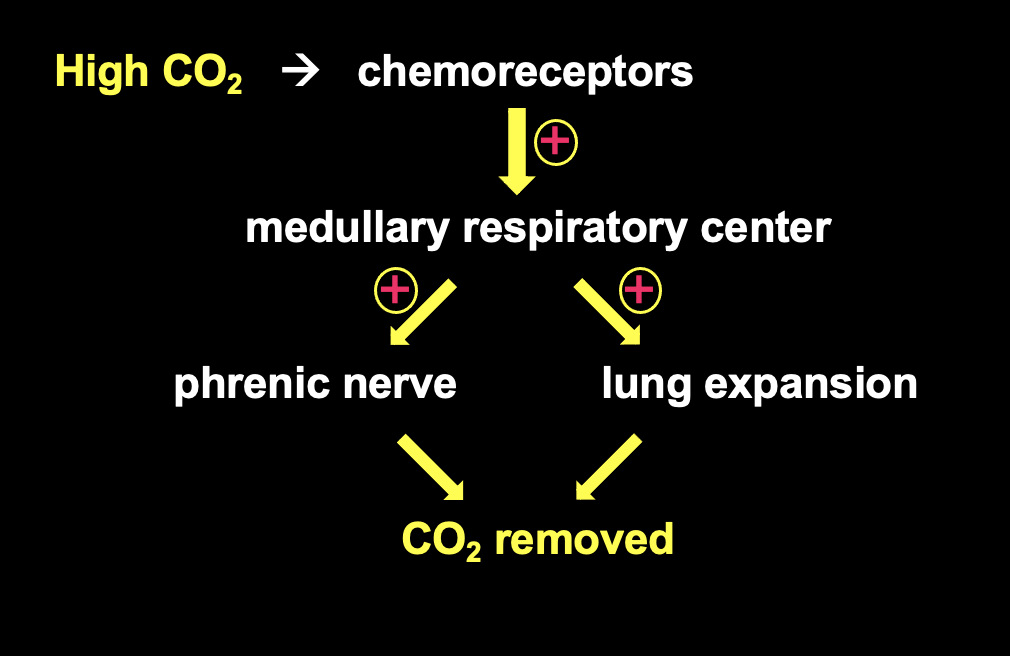 respiration regulated by brain, medulla respiratory center

lung expansion + phrenic nerve = breathing bigger to get rid of CO2