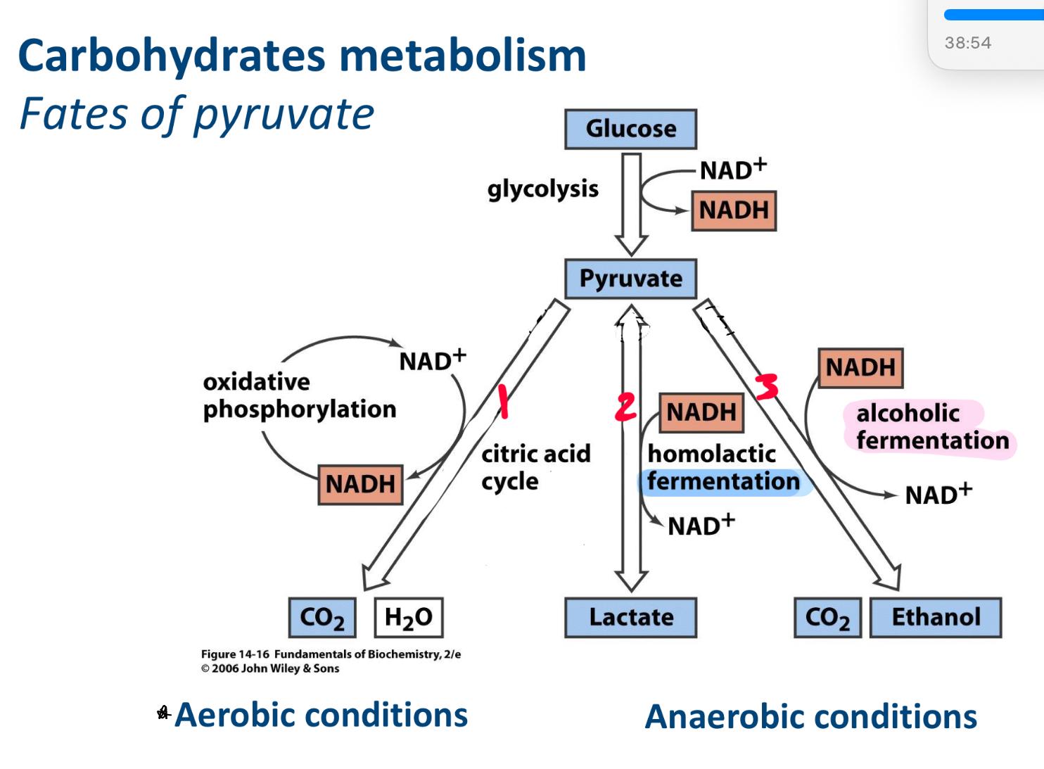 <p>destinations of pyruvate</p><p>in process 2 we get lactate what type of reaction is this </p>