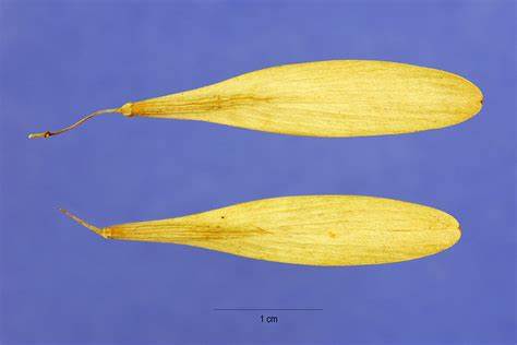 <p><span>Samara, 1¼ to 2¼” long, lanceolate “quill-shaped”,</span><br><span>wing goes around seed</span></p>