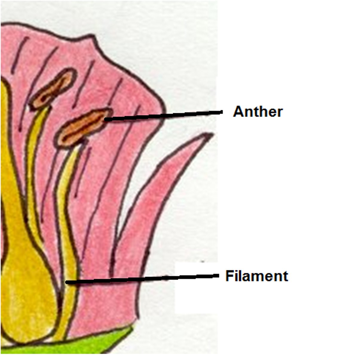 <p>Pollen producing reproductive organ in the flower consisting of an anther and filament</p>