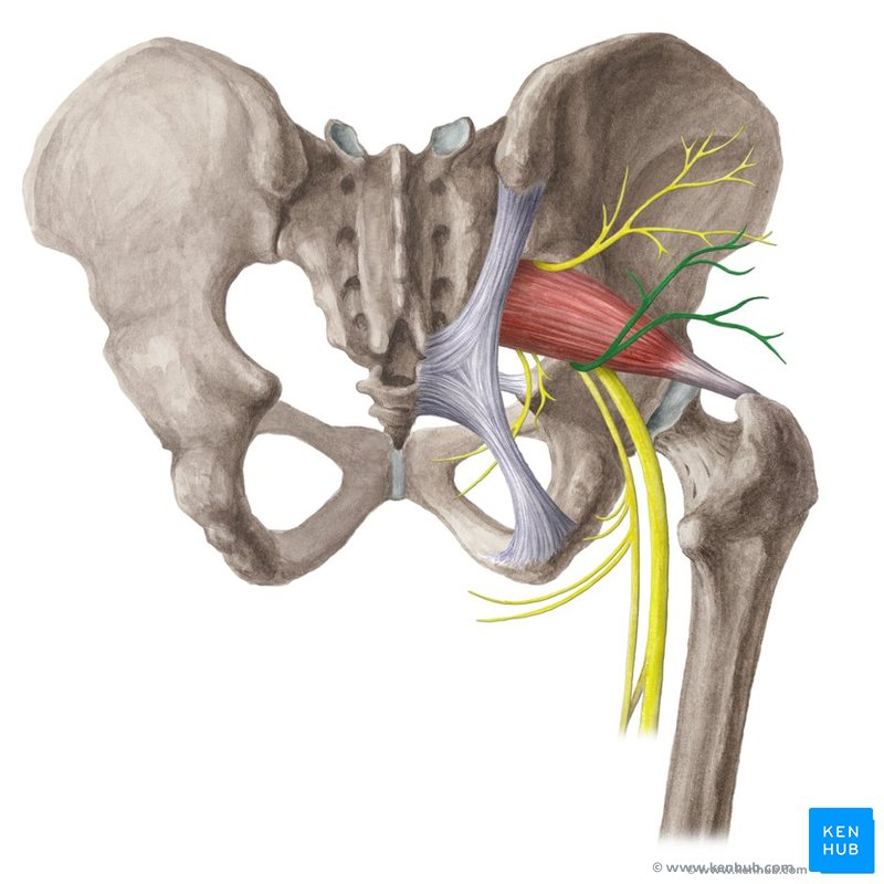 <ul><li><p>exists pelvis through the great sciatic foramen</p></li><li><p>runs inferior to piriformis</p></li><li><p>extends only to gluteus maximus </p></li></ul><p></p>