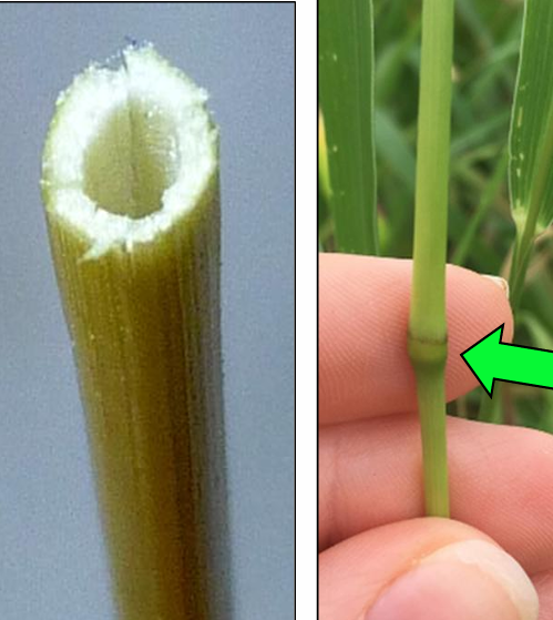 <p>Poaceae, Grasses </p>