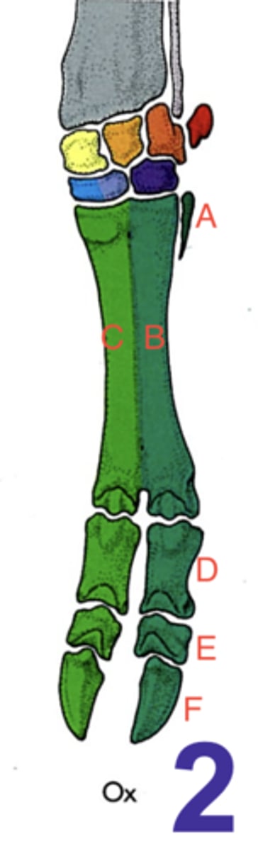 <p>What structure is highlighted yellow?</p>