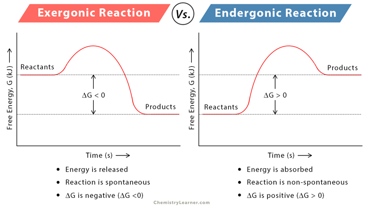 <p><strong>Exergonic reactions</strong> <u>release</u> energy when they occur. However, <strong>endergonic reactions</strong> <u>absorb</u> energy when they occur.</p><p>The reactants of exergonic reactions have more energy than the products. The products of endergonic reactions have more energy than the reactants.</p><p>Exergonic reactions are typically catabolic reactions such as cellular respiration and the combustion of glucose. Endergonic reactions are typically anabolic reactions like photosynthesis.</p><p>Exergonic reactions are spontaneous (can release free energy), while endergonic reactions are non-spontaneous.</p>