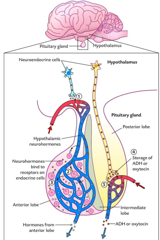 <p><strong>Adenohypophysis (Anterior lobe)</strong>- (oral ectoderm)</p><p>Outgrowth of pharynx (root of mouth)- adeno (glandular) </p><ul><li><p>three parts (or two in some)</p></li></ul><p></p><p><strong>Neurohypophysis (Posterior lobe) </strong>–(neural ectoderm)</p><p>Diencephalon- outgrowth of the brain hence consist of</p><p>nervous tissue from hypothalamus</p><ul><li><p>three parts</p></li></ul><p></p>