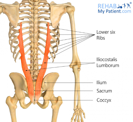 <p>Iliocostalis</p>