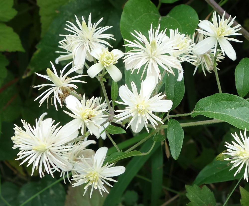 <p>Bosrank (Ranonkelfamilie)</p>