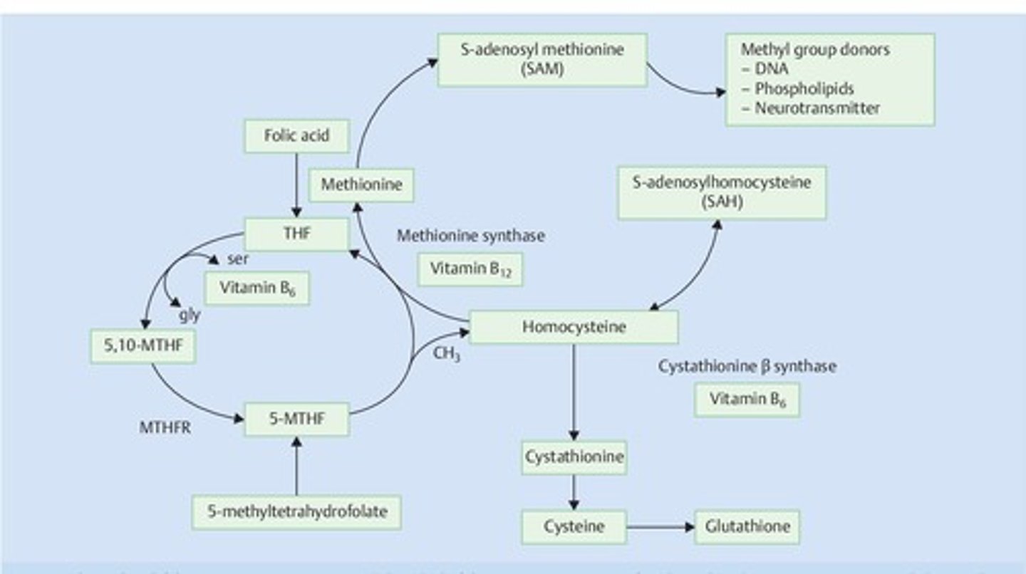 <p>It converts homocysteine to methionine and is essential for the production of S-adenosyl-methionine, a key methyl donor.</p>