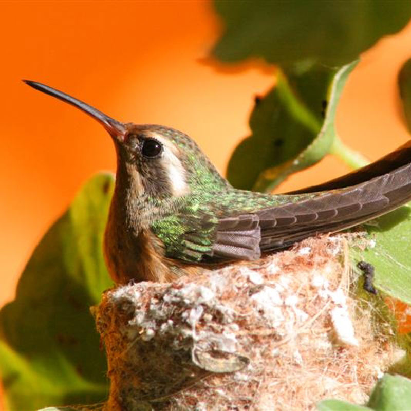 <p>Hylocharis xantusii</p>