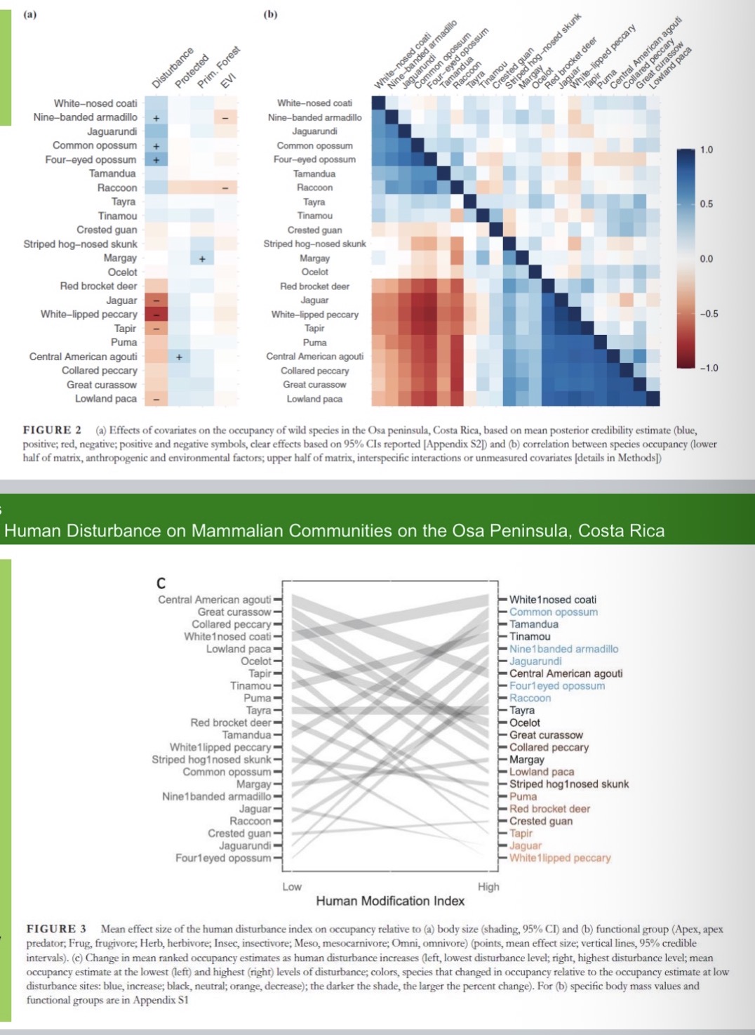 <ul><li><p>Osa peninsula → biodiversity hotspot Harbours 3% of all species found on earth</p></li><li><p>Question: how human disturbance effect animal communities and their succession</p></li><li><p>Use camera traps to count every species you see. Maybe in disturbed area you will see different species or different number of species compared to an undisturbed area</p></li><li><p>Human disturbance benefits some species and is detrimental for others.</p></li><li><p>Coatis are cool with humans (blue they’re ok with that). Same goes for armadillo, opossum all do ok when humans disturb area because they are in blue</p></li><li><p>don’t do ok when humans disturb area: in red→ peccary, tapir, Jaguar (large herbivores) or agouti (oversized rodents)</p></li><li><p>Look at how steep middle part of bottom photo</p><ul><li><p>Area with no disturbance, most common species is agouti. In disturbed area, agouti drops in commonness</p></li><li><p>In disturbed area Tapir basically nonexistent</p></li><li><p>Common opposum not common in undisturbed areas, but more common in disturbed areas</p></li></ul></li><li><p>Therefore, human disturbance alters the rank abundances of species, with some species becoming more common and others declining.</p></li><li><p>These effects lead to decreasing community diversity with increasing disturbance in our study system</p></li></ul><p></p>