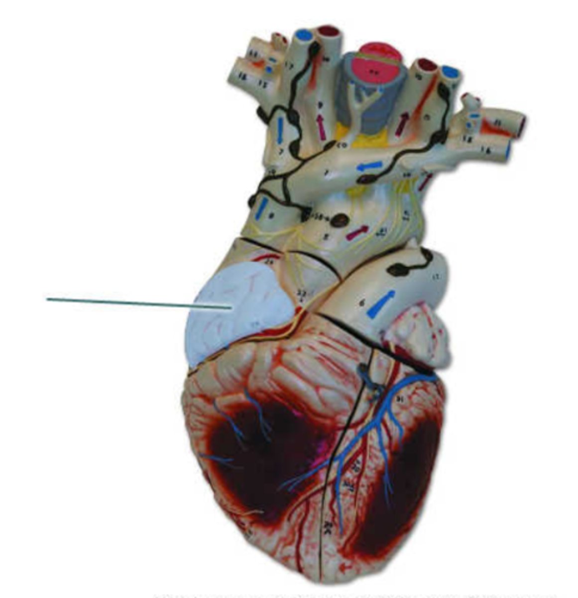 <p>right auricle</p>